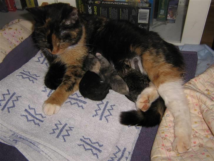 Maine Coon cikeline(død) billede 5