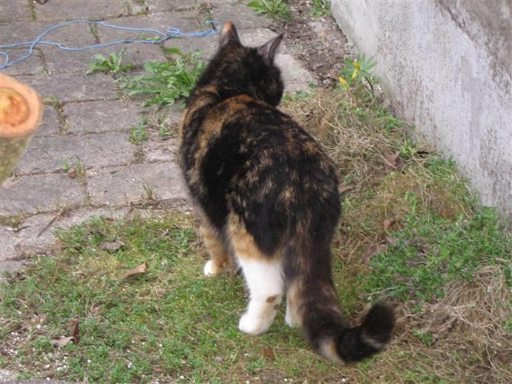 Maine Coon cikeline(død) billede 7
