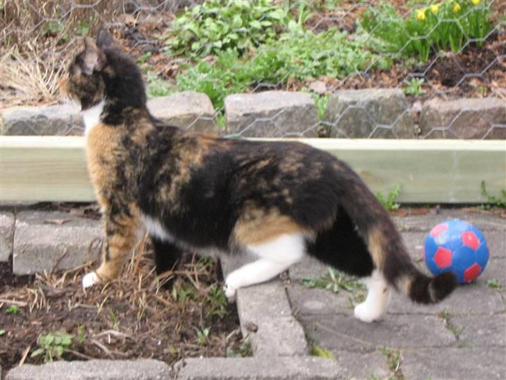 Maine Coon cikeline(død) billede 8