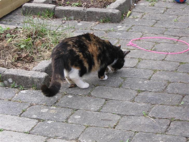 Maine Coon cikeline(død) billede 9