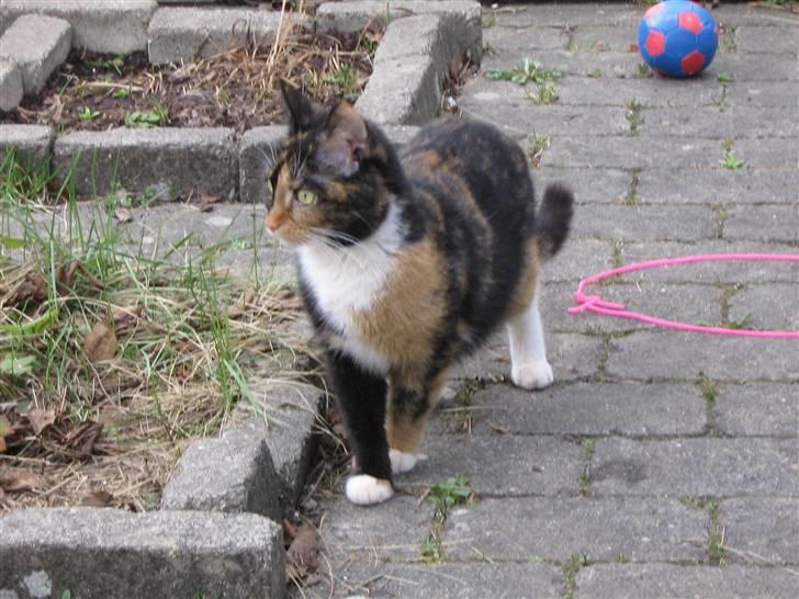 Maine Coon cikeline(død) billede 10