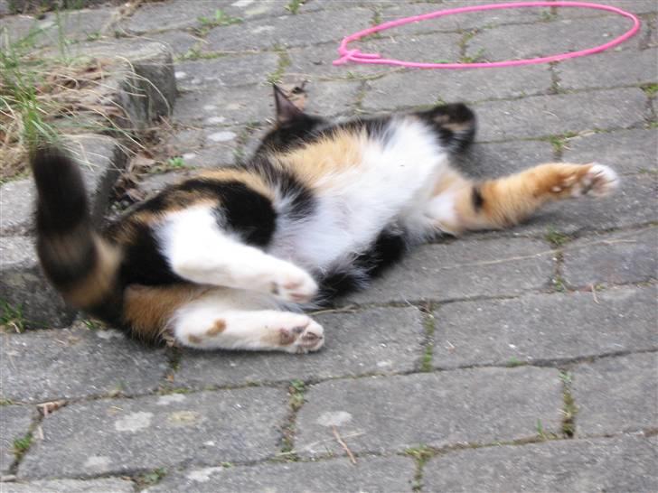 Maine Coon cikeline(død) billede 11