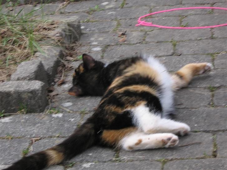 Maine Coon cikeline(død) billede 12