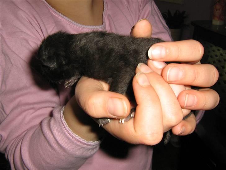 Blanding af racer coco billede 1