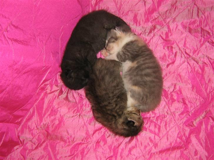 Blanding af racer coco billede 2