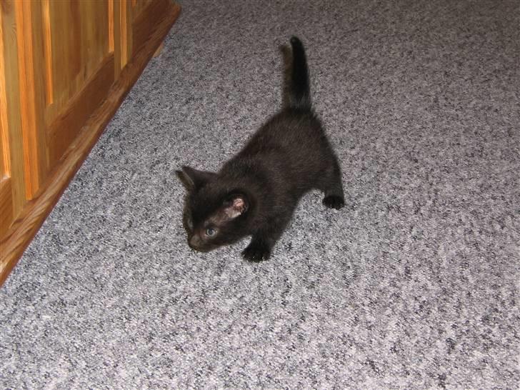 Blanding af racer coco billede 3