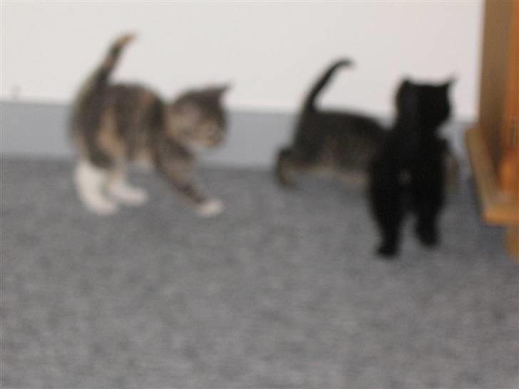 Blanding af racer coco billede 4