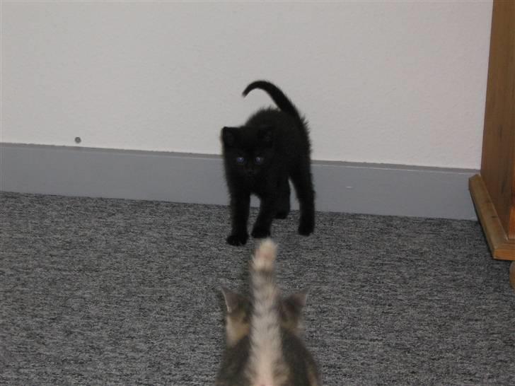 Blanding af racer coco billede 5