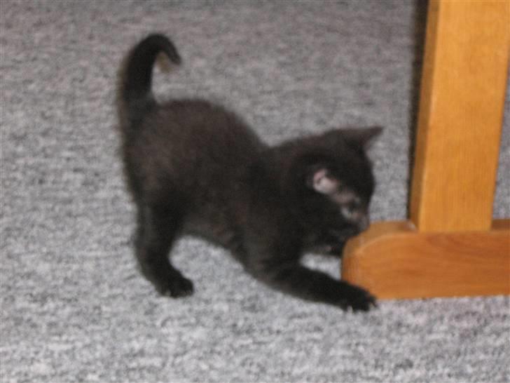 Blanding af racer coco billede 6