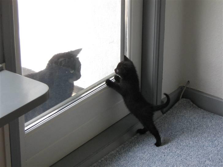 Blanding af racer coco billede 8