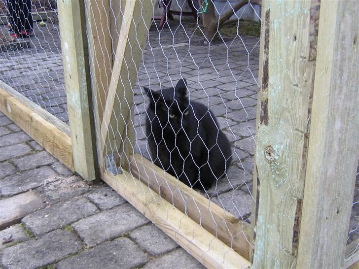 Blanding af racer tiger billede 1