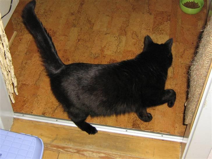 Blanding af racer tiger billede 2