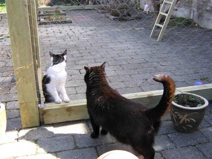 Blanding af racer tiger billede 3