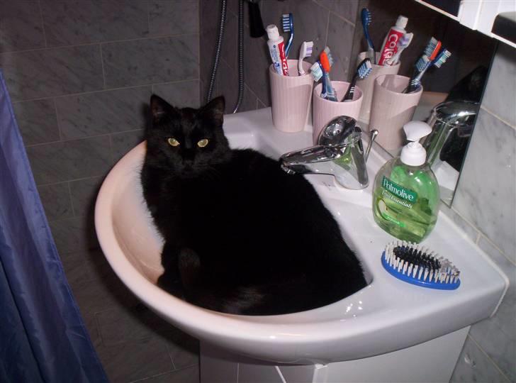 Blanding af racer tiger billede 6