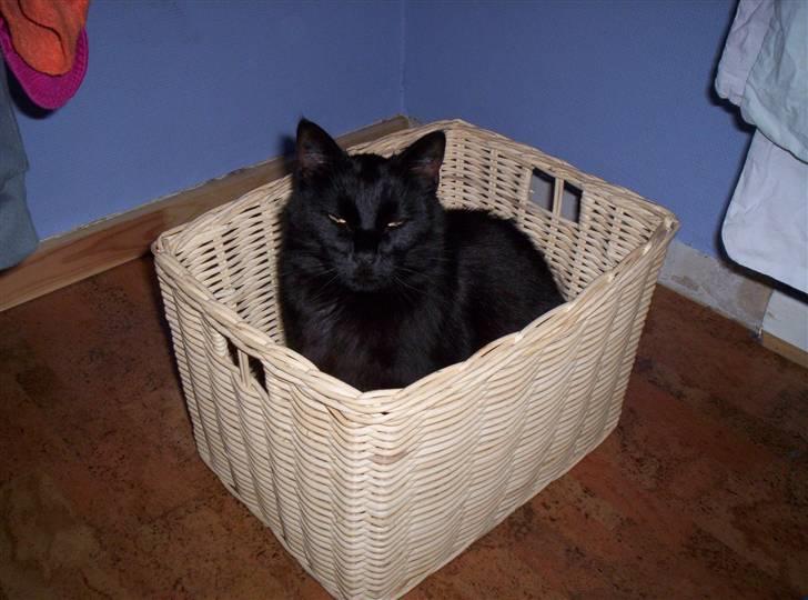 Blanding af racer tiger billede 8