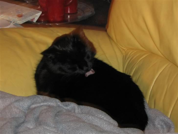 Blanding af racer tiger billede 10