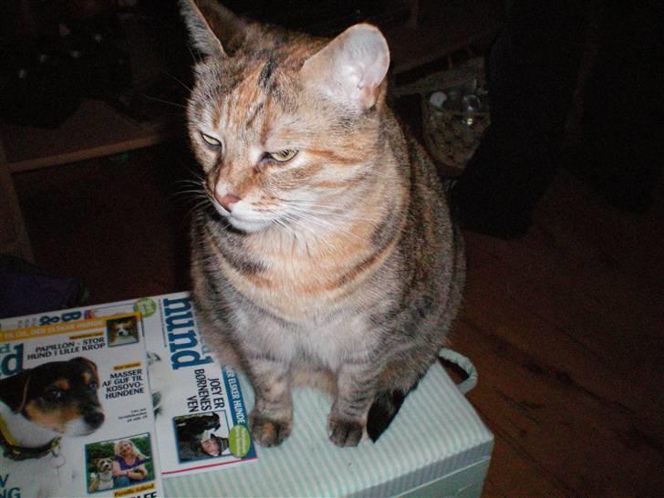 Blanding af racer Pjevs billede 17