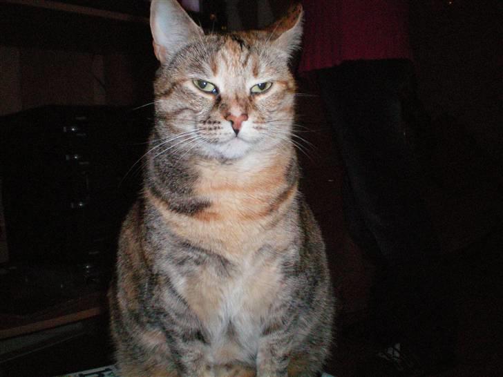 Blanding af racer Pjevs billede 18