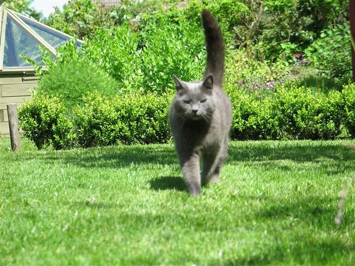 Huskat Trold billede 10