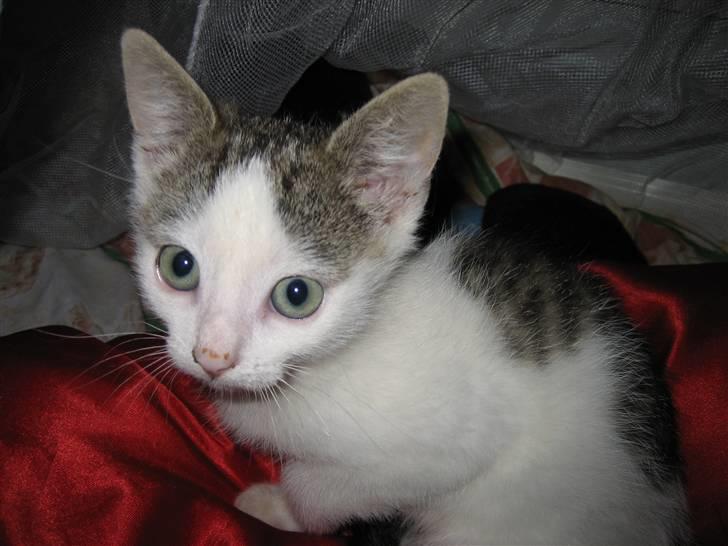 Huskat Jazz (solgt) billede 1