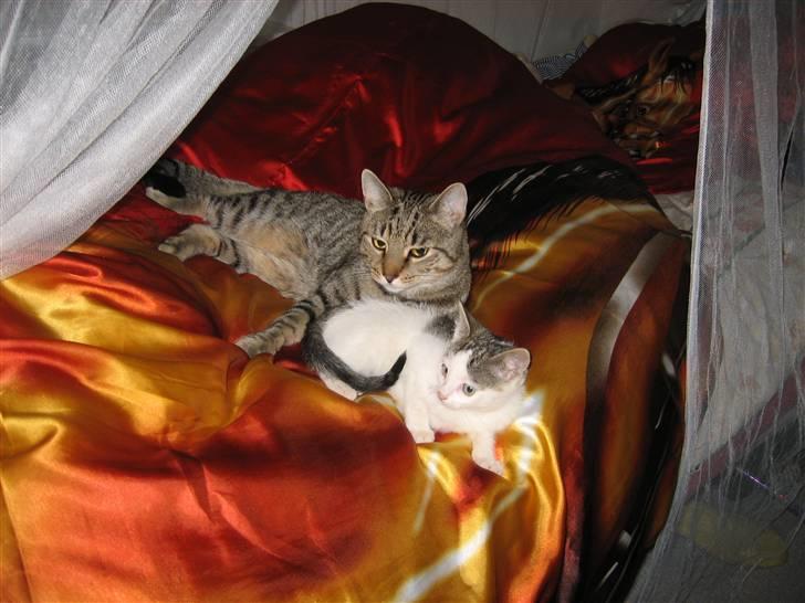 Huskat Jazz (solgt) billede 2