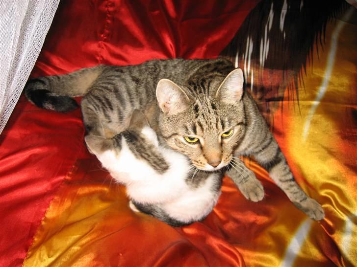 Huskat Jazz (solgt) billede 3