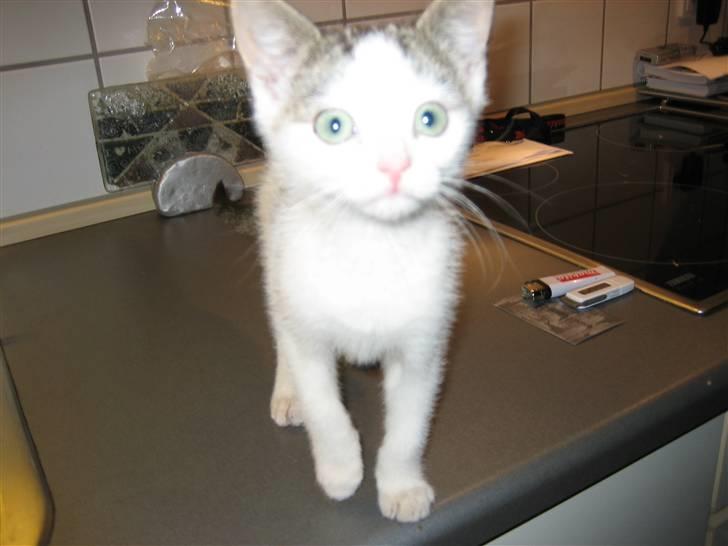 Huskat Jazz (solgt) billede 4