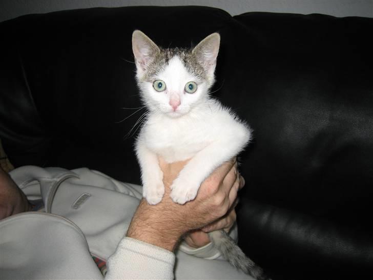 Huskat Jazz (solgt) billede 5