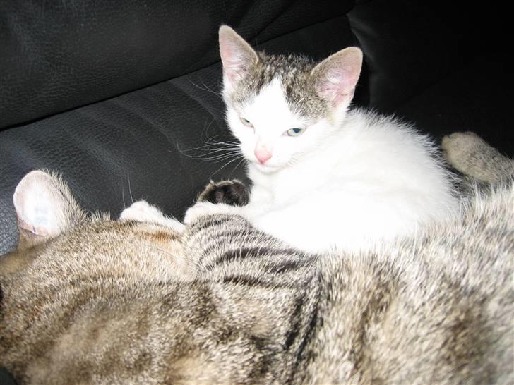 Huskat Jazz (solgt) billede 6