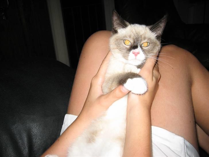 Blanding af racer Duchesse - Her var hun ikke så gammel billede 1