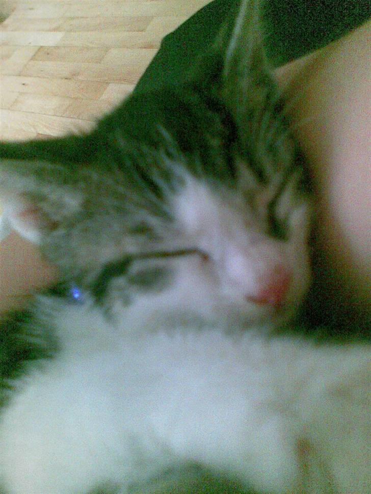 Huskat Gurli R.I.P billede 10