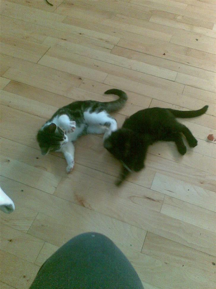 Huskat Gurli R.I.P billede 11