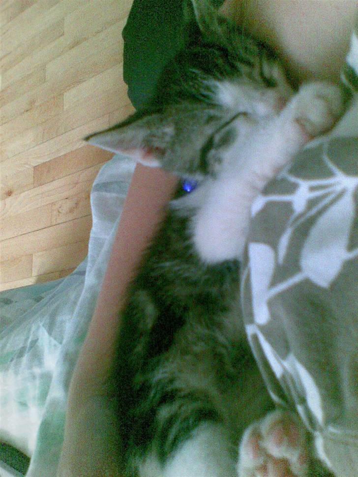 Huskat Gurli R.I.P billede 12