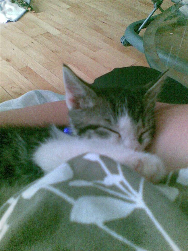 Huskat Gurli R.I.P billede 13