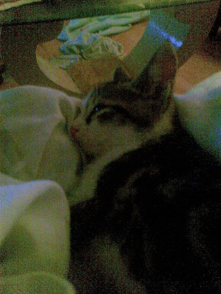 Huskat Gurli R.I.P billede 14