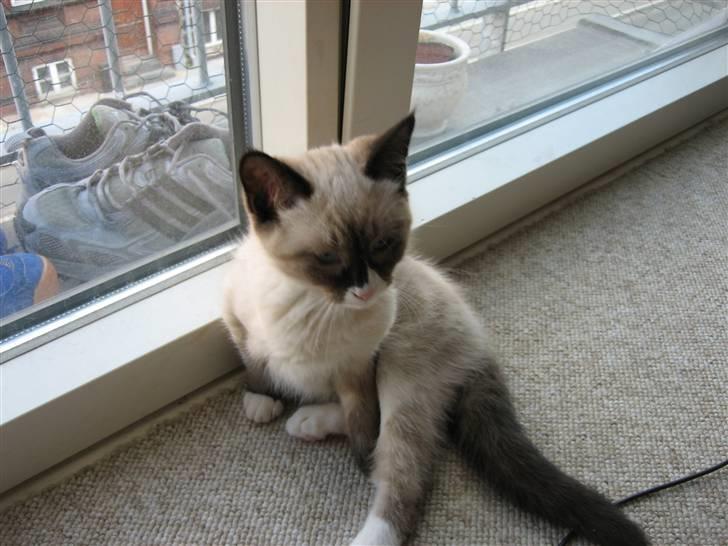 Blanding af racer Duchesse billede 2