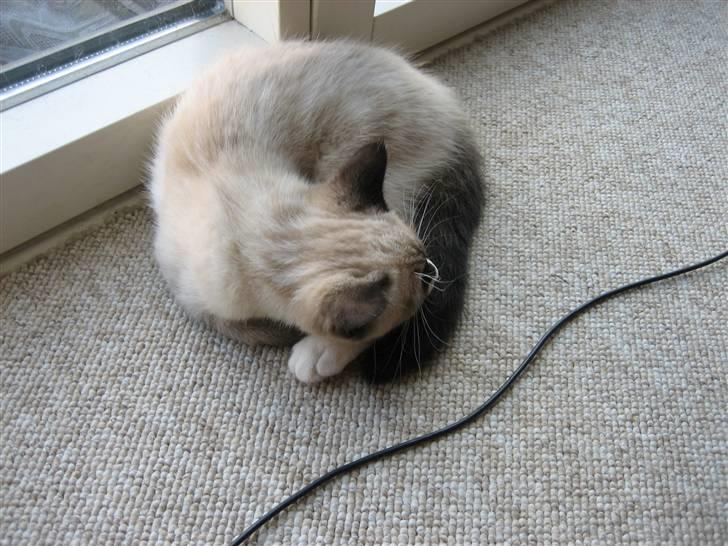 Blanding af racer Duchesse billede 3