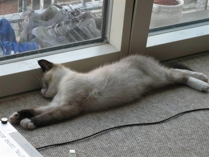 Blanding af racer Duchesse billede 4