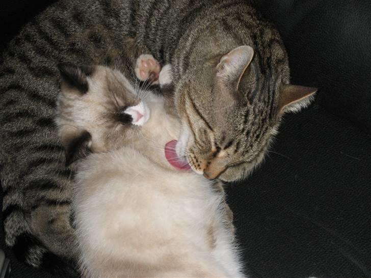 Blanding af racer Duchesse - Min kat Pjevs elsker Duchesse billede 5