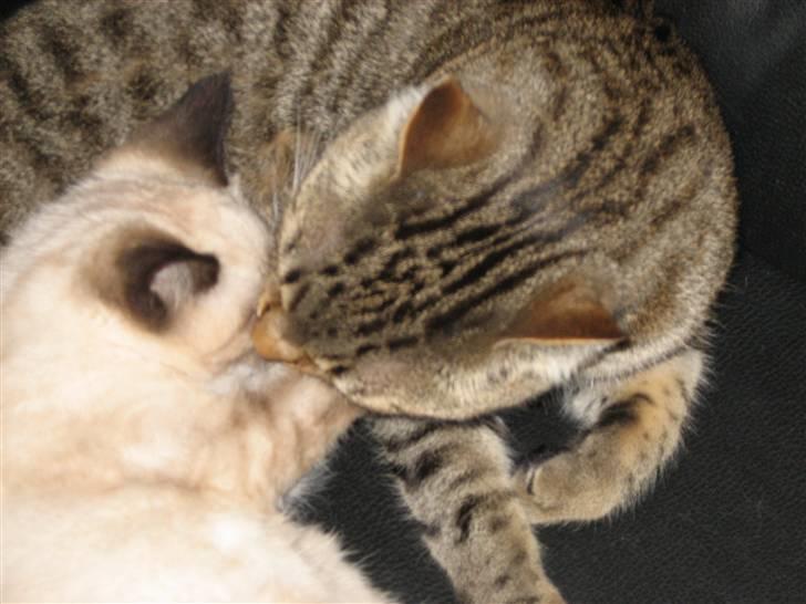 Blanding af racer Duchesse billede 6