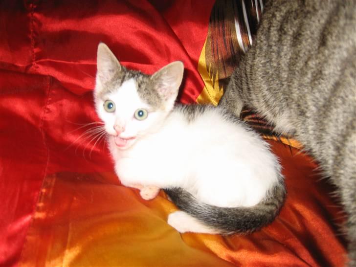 Huskat Jazz (solgt) billede 7