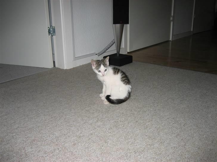 Huskat Jazz (solgt) billede 8