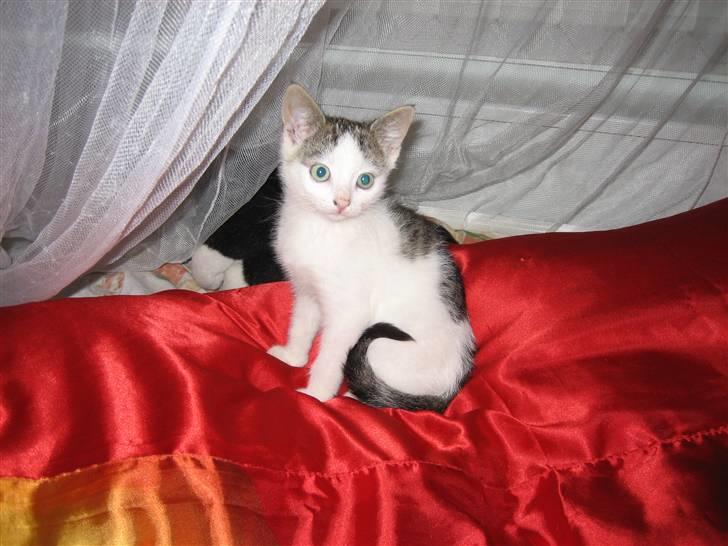 Huskat Jazz (solgt) billede 9