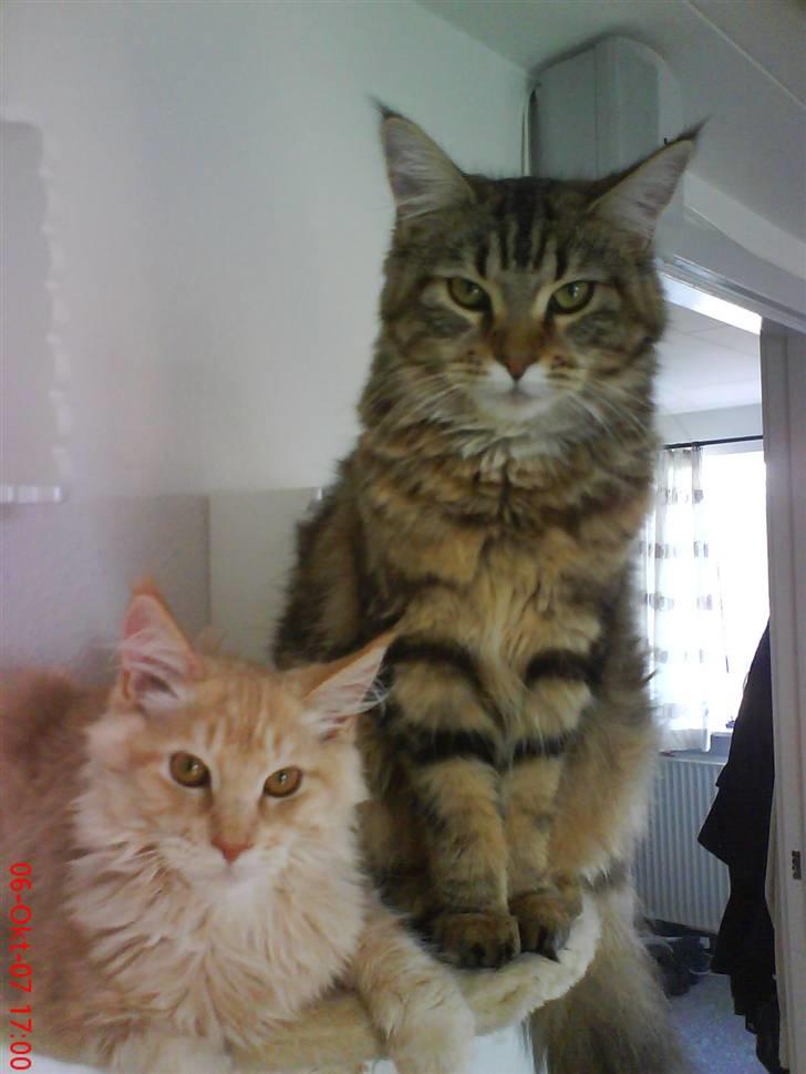 Maine Coon Vinterbo´s Alfred. billede 17