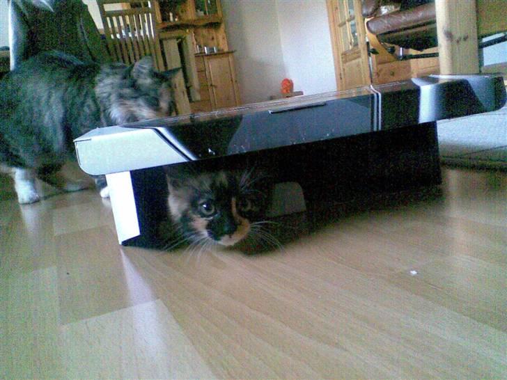 Huskat Ymer billede 11