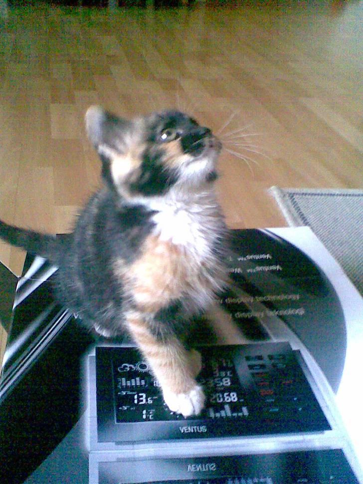 Huskat Ymer billede 12