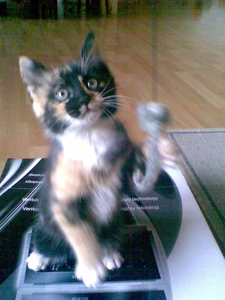 Huskat Ymer billede 13