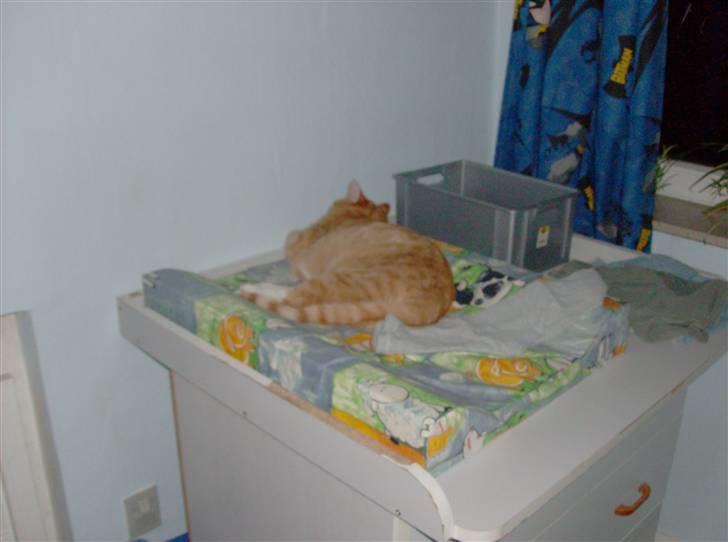 Huskat Lille Mis Rocky - Et højt sted - dejligt :o) Her kan jeg sove i fred for vovsen ... billede 9