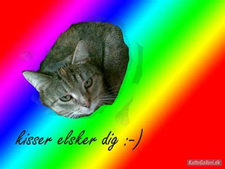 Huskat Kisser - sødt billede af lille kisser. billede 18