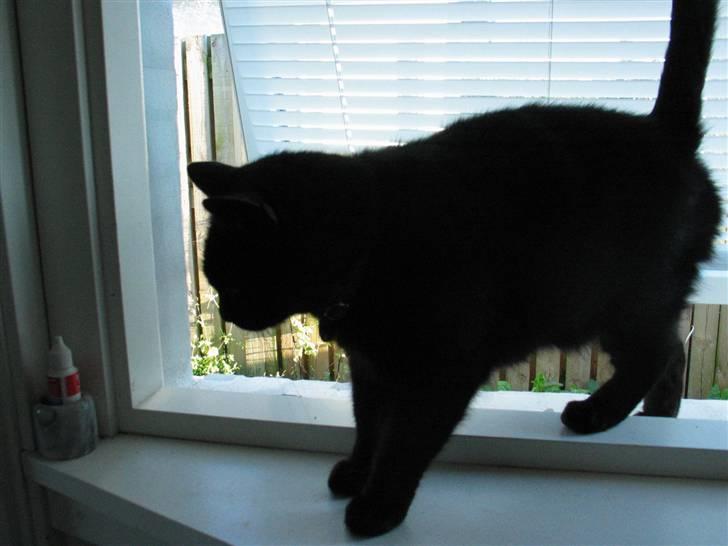 Huskat Mille mis  billede 11